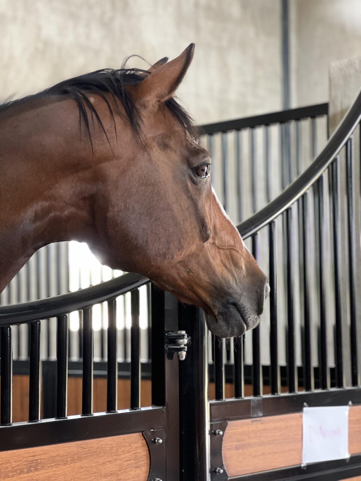 Our Horses